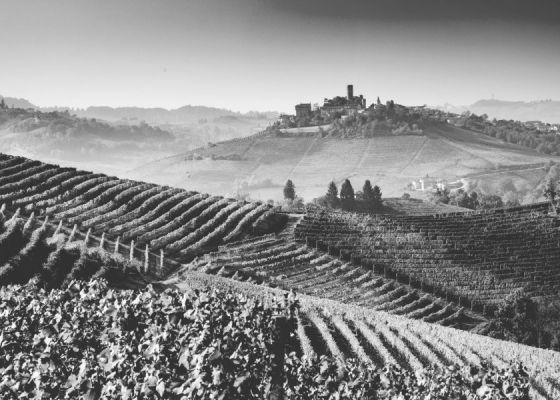 The Hits Keep on Coming - More 2016 Barolo Has Arrived